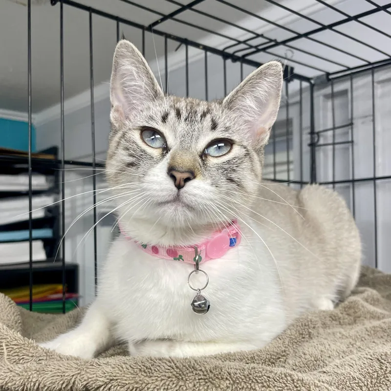 Cannellini thumbnail 5