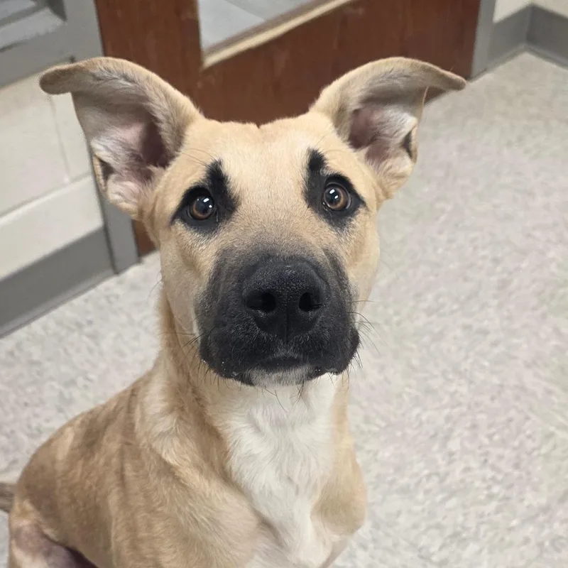 Davenport thumbnail 2