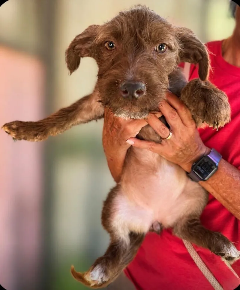 A baby medium-sized female Wirehaired Pointing Griffon dog named Piazza for adoption in San Diego, CA