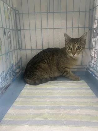 An adult medium-sized female Domestic Short Hair cat named Mama Maple for adoption in Gainesville, FL