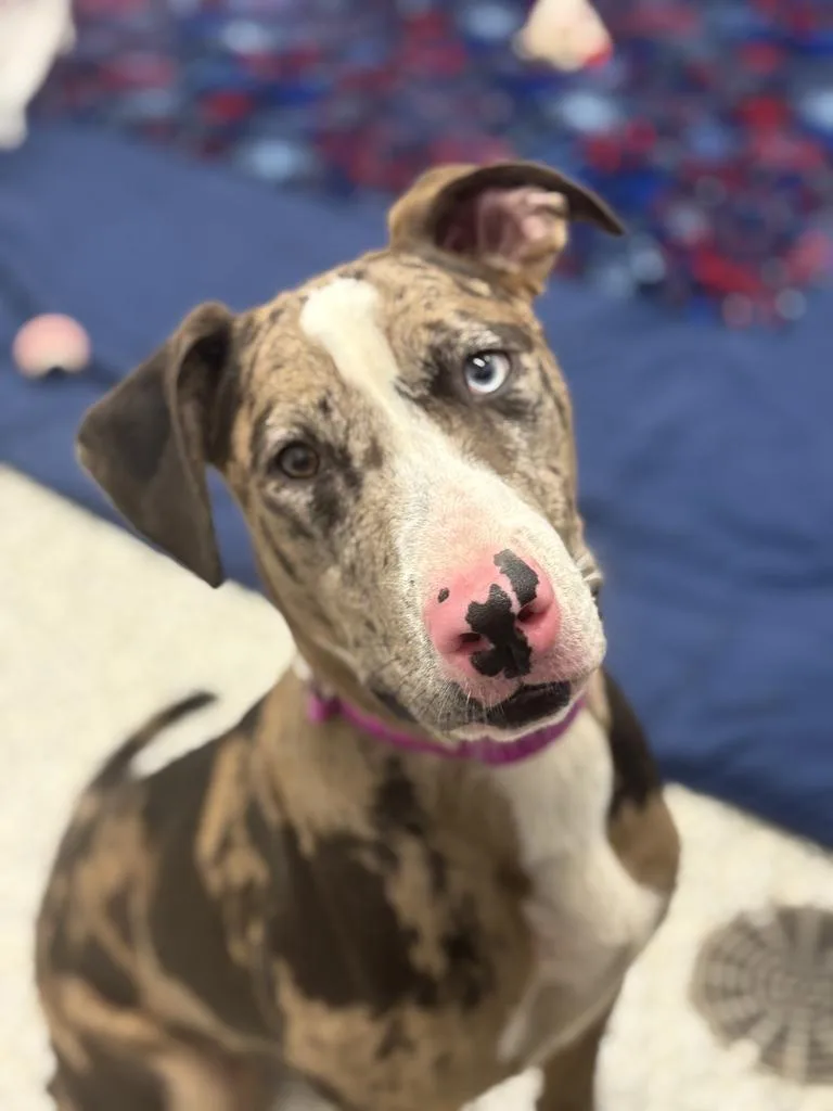 A baby medium-sized female Mixed Breed dog named Farrah for adoption in Detroit, MI