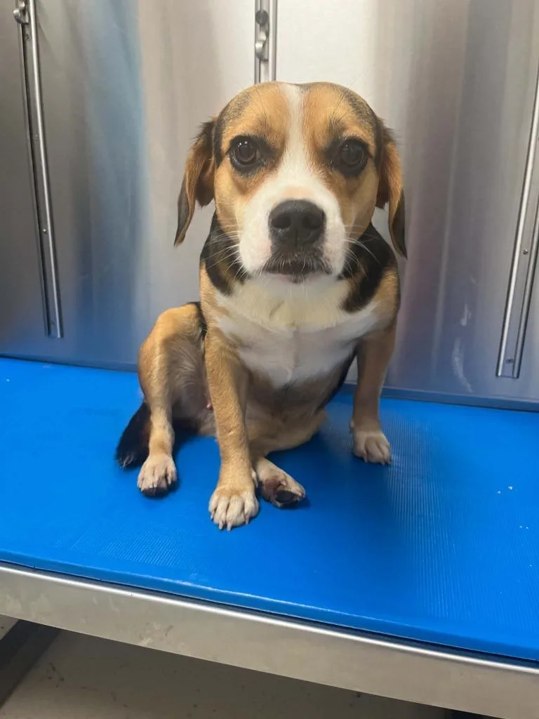A young medium-sized female Beagle dog named Cricket for adoption in Lavonia, GA