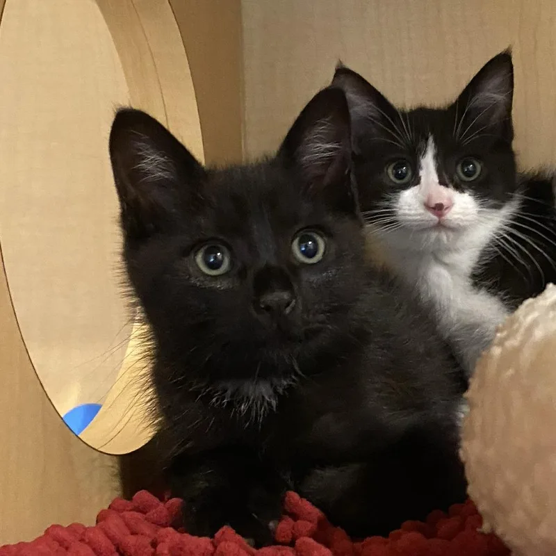 A baby small-sized male Black Domestic Short Hair cat named Louie for adoption in Washington Township, OH