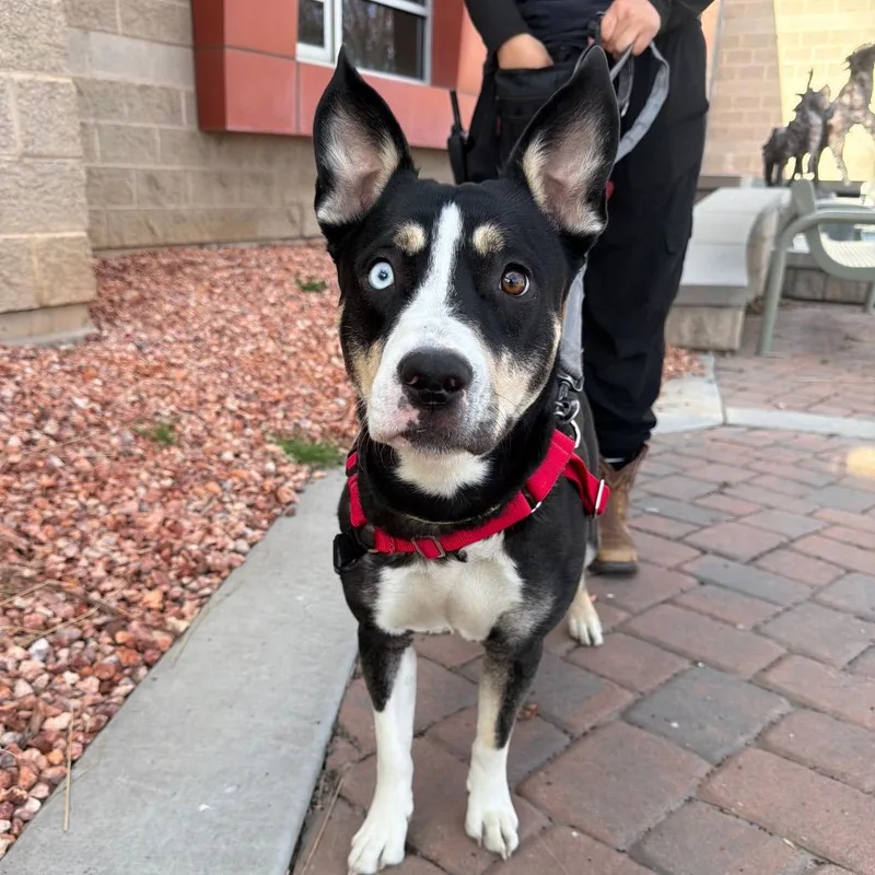 A young medium-sized female Black Pit Bull Terrier dog named Ducky for adoption in Murray, UT