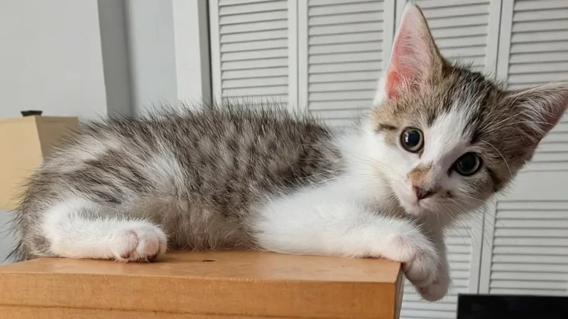 A baby medium-sized female Domestic Short Hair cat named Isha for adoption in Youngsville, NC