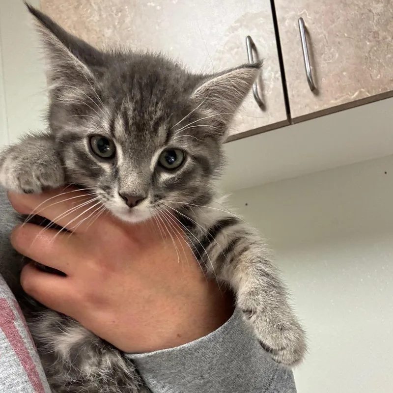 A baby small-sized male Gray / Blue / Silver Domestic Short Hair cat named Ravioli for adoption in Ottawa, KS