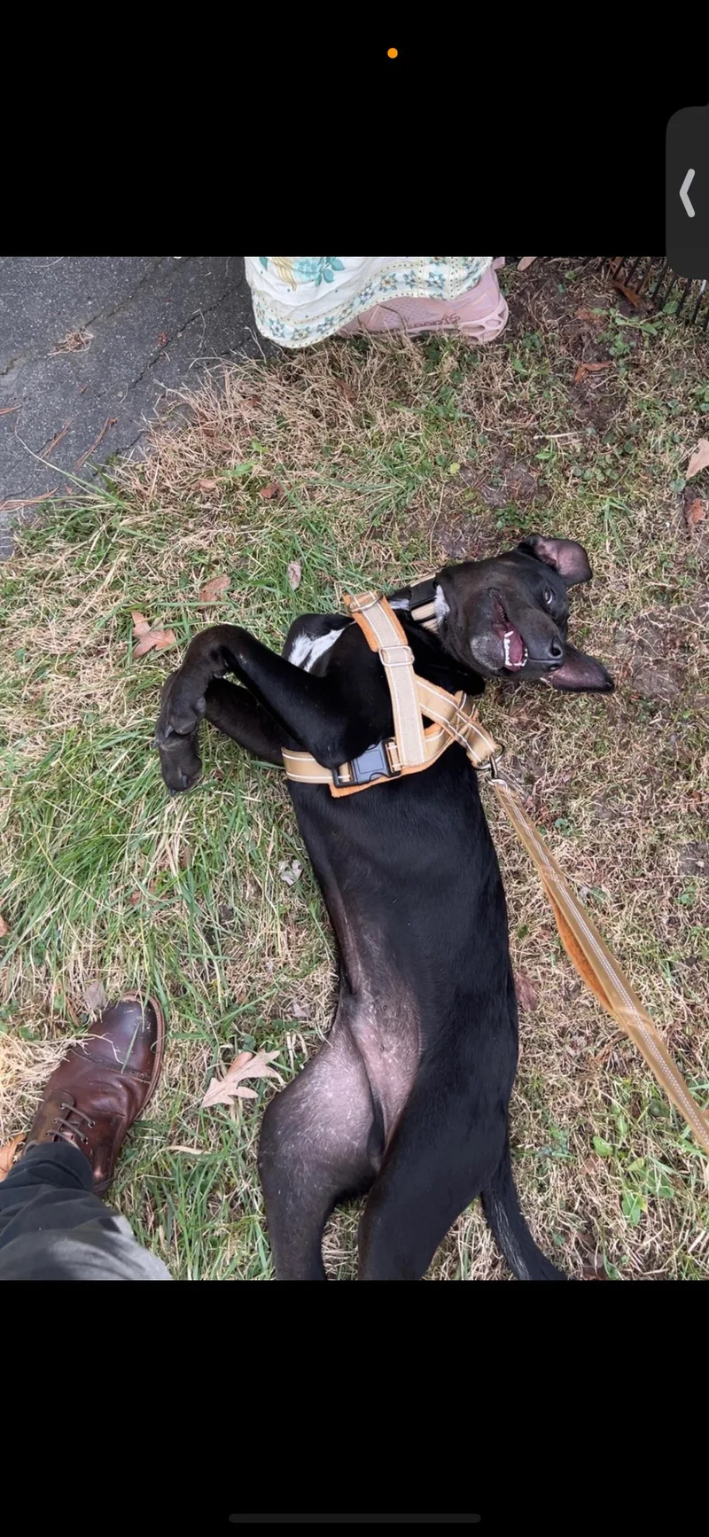 A baby large-sized male Great Dane dog named Max for adoption in Carmel, NY