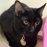 An adult medium-sized male Black Domestic Short Hair cat named Poseidon for adoption in Lansing, MI