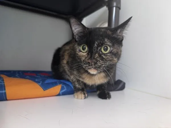 An adult medium-sized female Domestic Short Hair cat named Lala for adoption in Salt Lake City, UT