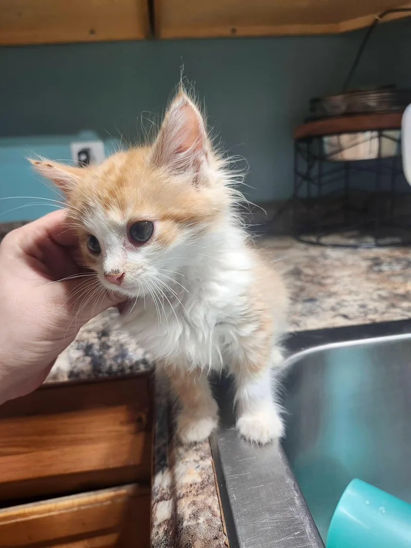 A baby medium-sized female Orange & White Domestic Medium Hair cat named Pantene for adoption in Cosby, TN