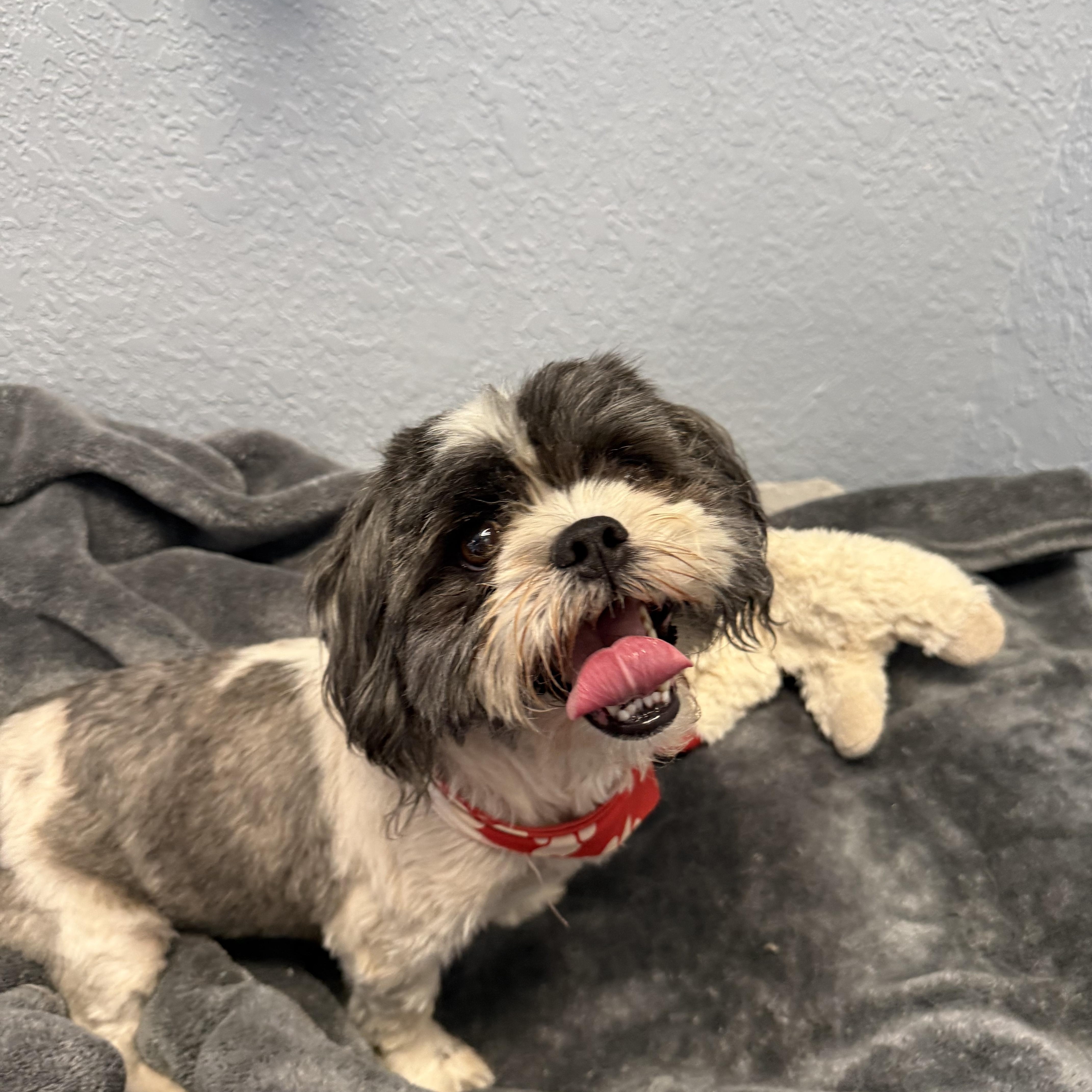 An adult small-sized male Shih Tzu dog named Patrick The Toy Thief for adoption in Oklahoma City, OK