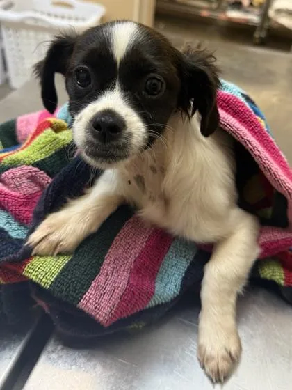 A baby small-sized female Mixed Breed dog named Kiwi for adoption in Honolulu, HI