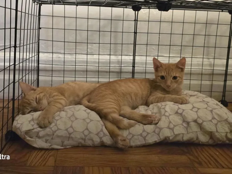 Jeremy & Joshua N. thumbnail 6