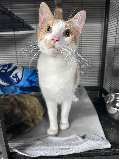 Purrminator