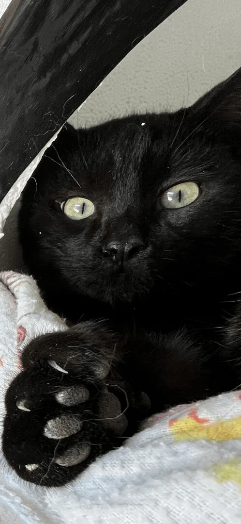 A young small-sized male Black Domestic Short Hair cat named Black Magic for adoption in Butte, MT