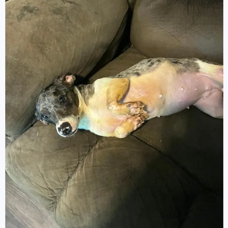 An adult small-sized female Gray / Blue / Silver Dachshund dog named Lizzie for adoption in Alexandria, VA