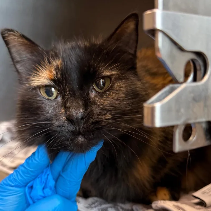A senior medium-sized female Tortoiseshell Domestic Long Hair cat named Chloe for adoption in Council Bluffs, IA