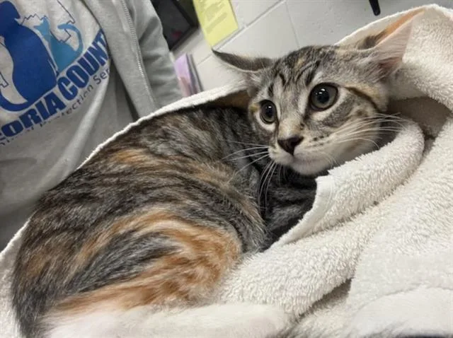A baby medium-sized female Domestic Short Hair cat named Blender for adoption in Peoria, IL