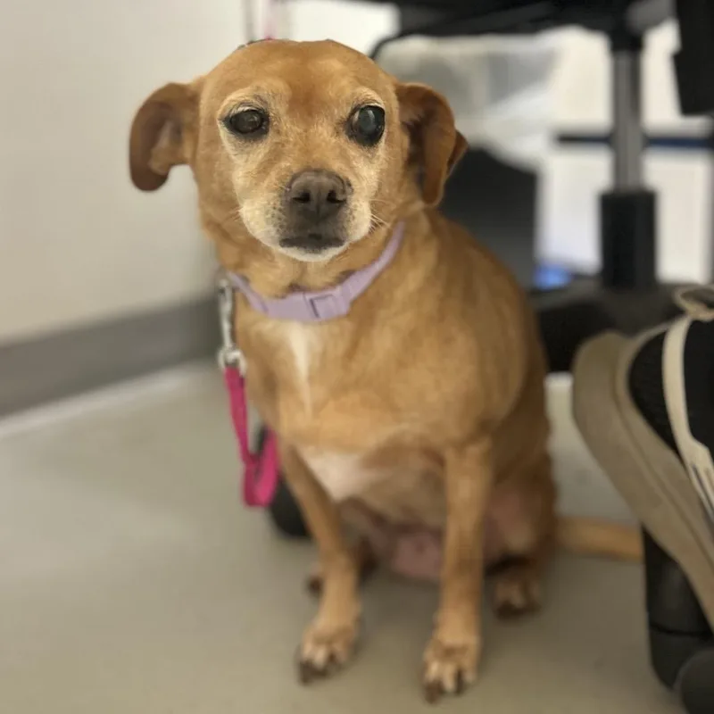 A senior small-sized female Yellow / Tan / Blond / Fawn Chihuahua dog named Vida for adoption in Charlottesville, VA