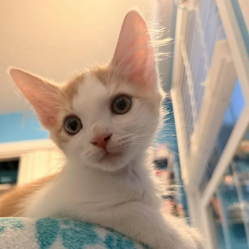 A baby small-sized male Domestic Medium Hair cat named Curtiss for adoption in Newport News, VA