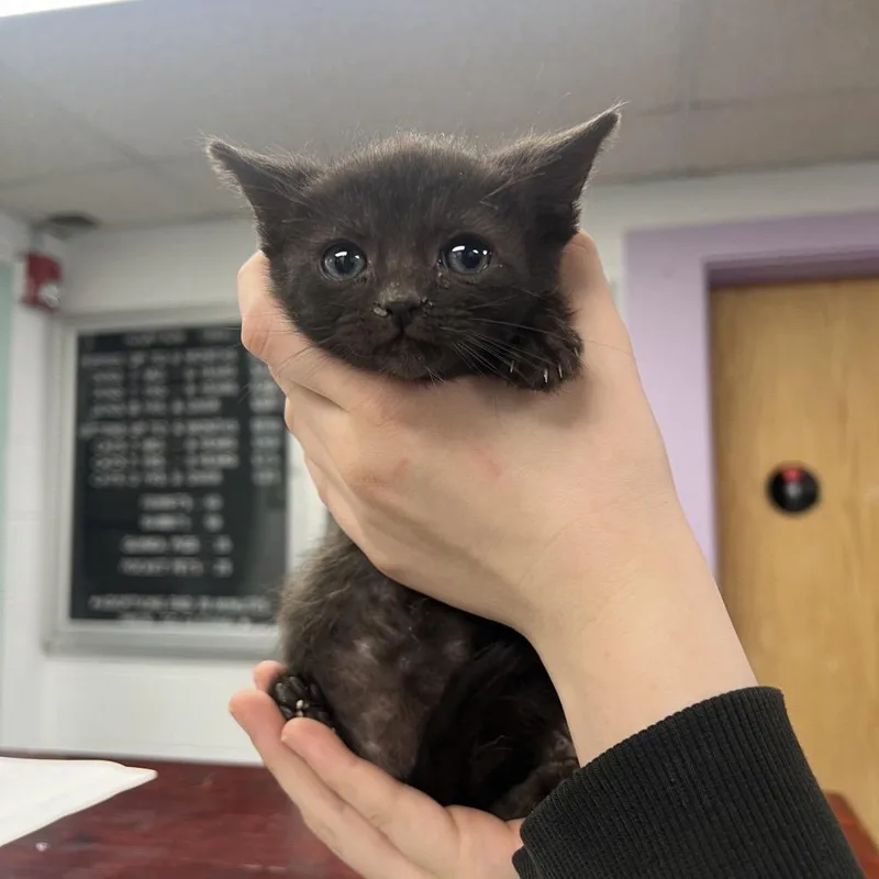 A baby small-sized male Black Domestic Short Hair cat named Anger for adoption in Mentor, OH