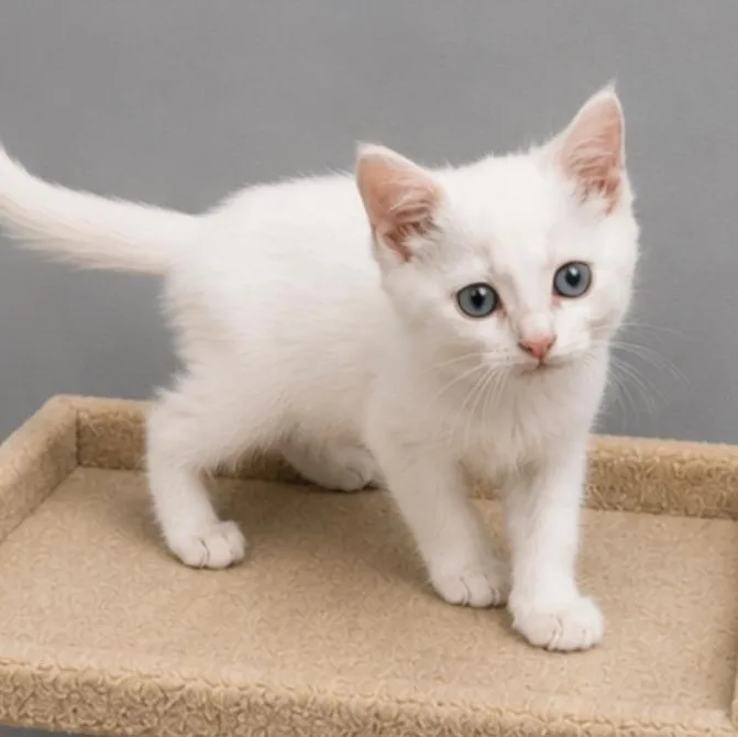 A baby small-sized male White Domestic Short Hair cat named Cyrus for adoption in Andover, MN