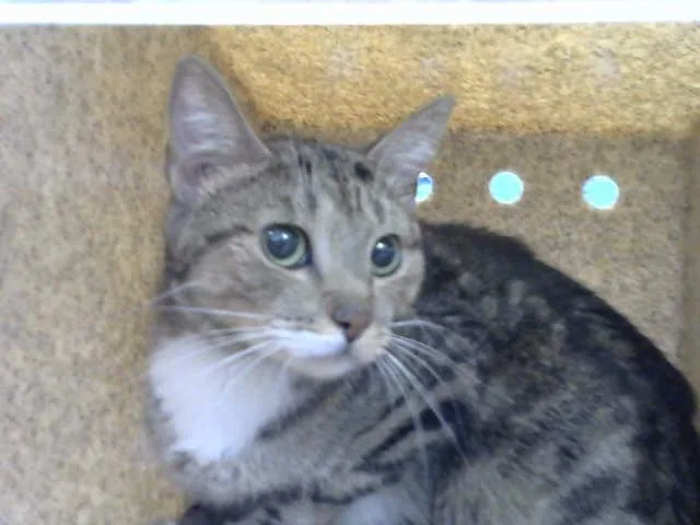 A young medium-sized female Domestic Short Hair cat named Sally for adoption in Albuquerque, NM