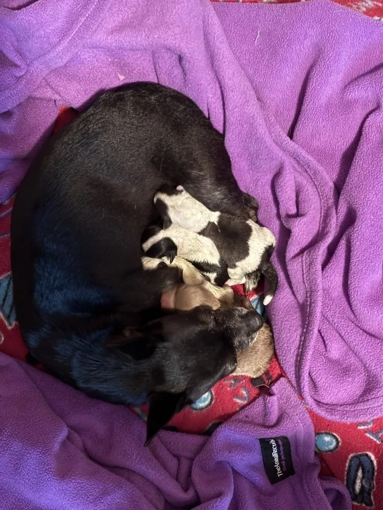 An adult small-sized female Tricolor (Brown, Black, & White) Chihuahua dog named Quinn for adoption in Bartlesville, OK