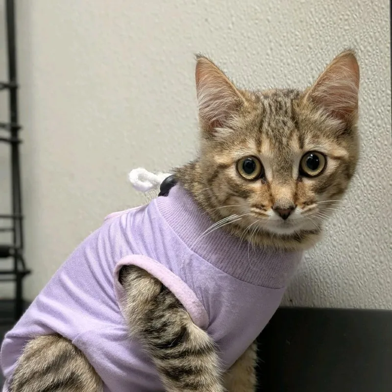 A baby small-sized female Brown / Chocolate Domestic Short Hair cat named Tobie for adoption in Hamburg, NY