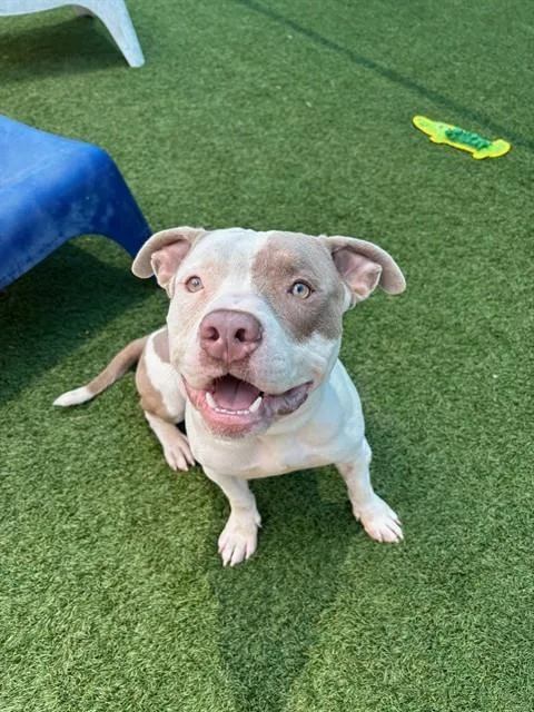 An adult large-sized male Mixed Breed dog named Raptor for adoption in Dallas, TX