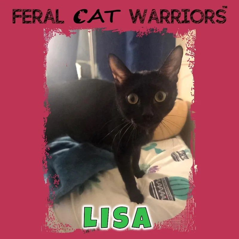 A young small-sized female Black Domestic Short Hair cat named Lisa for adoption in Kingman, AZ