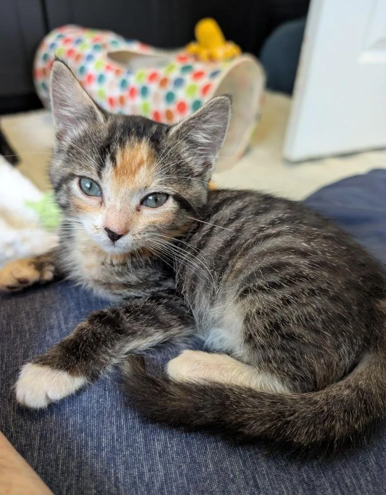 A baby small-sized female Calico Domestic Short Hair cat named Amanda for adoption in Alexandria, VA