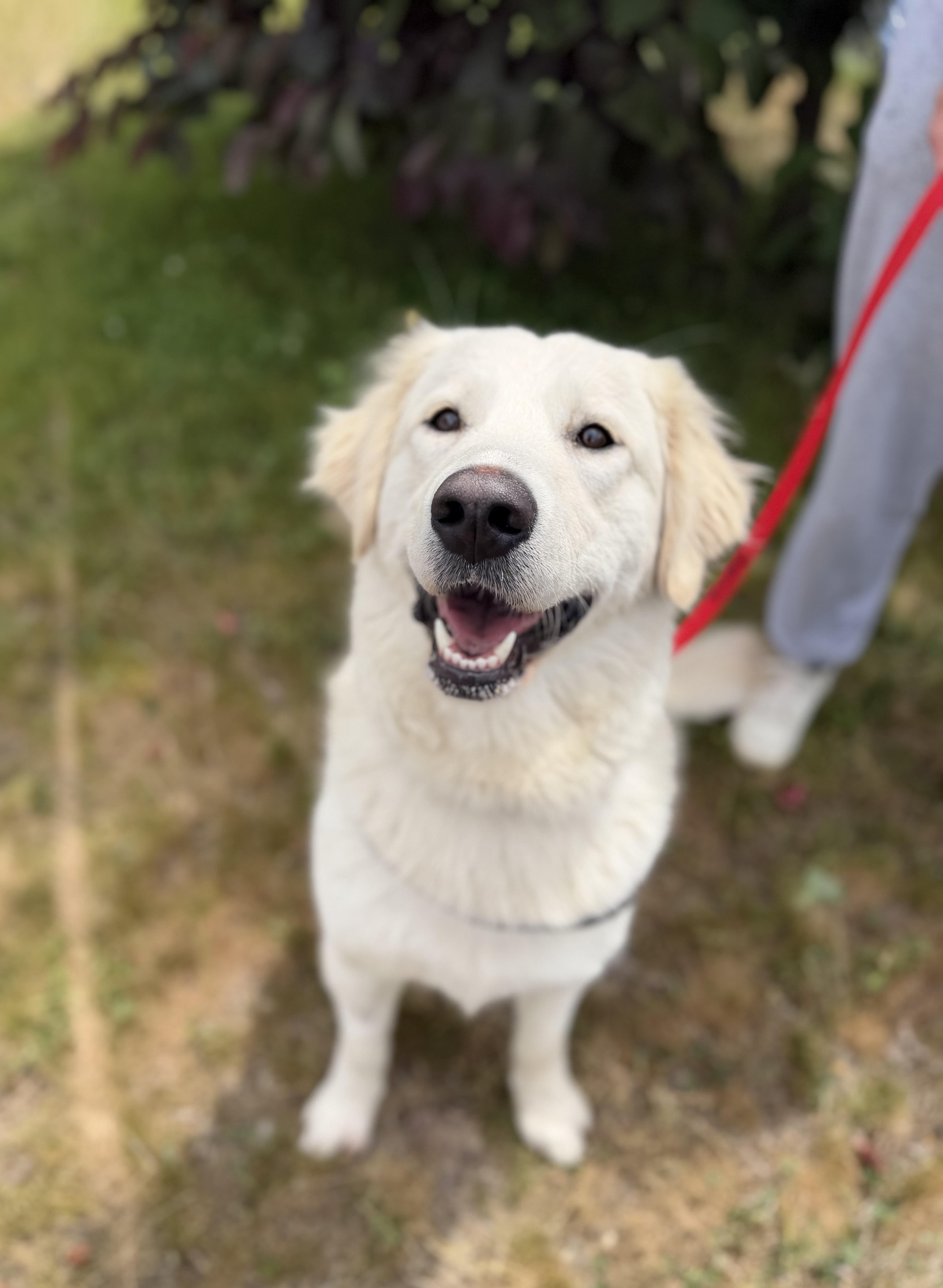 An adult large-sized female White / Cream Retriever dog named Margot for adoption in New Rochelle, NY