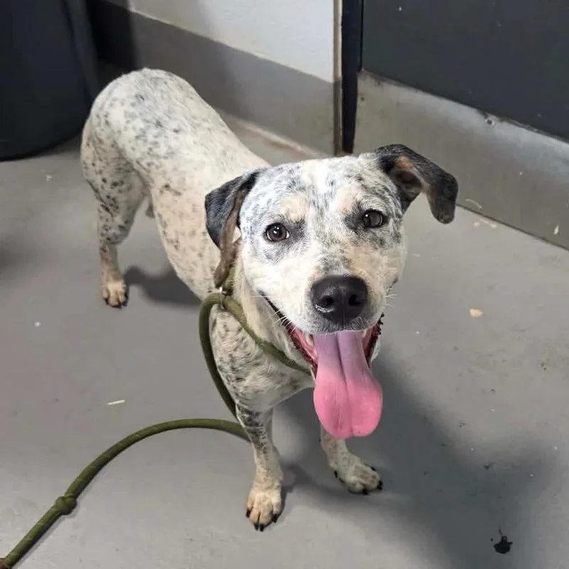 An adult medium-sized female White / Cream Mixed Breed dog named Mabel for adoption in Beckley, WV