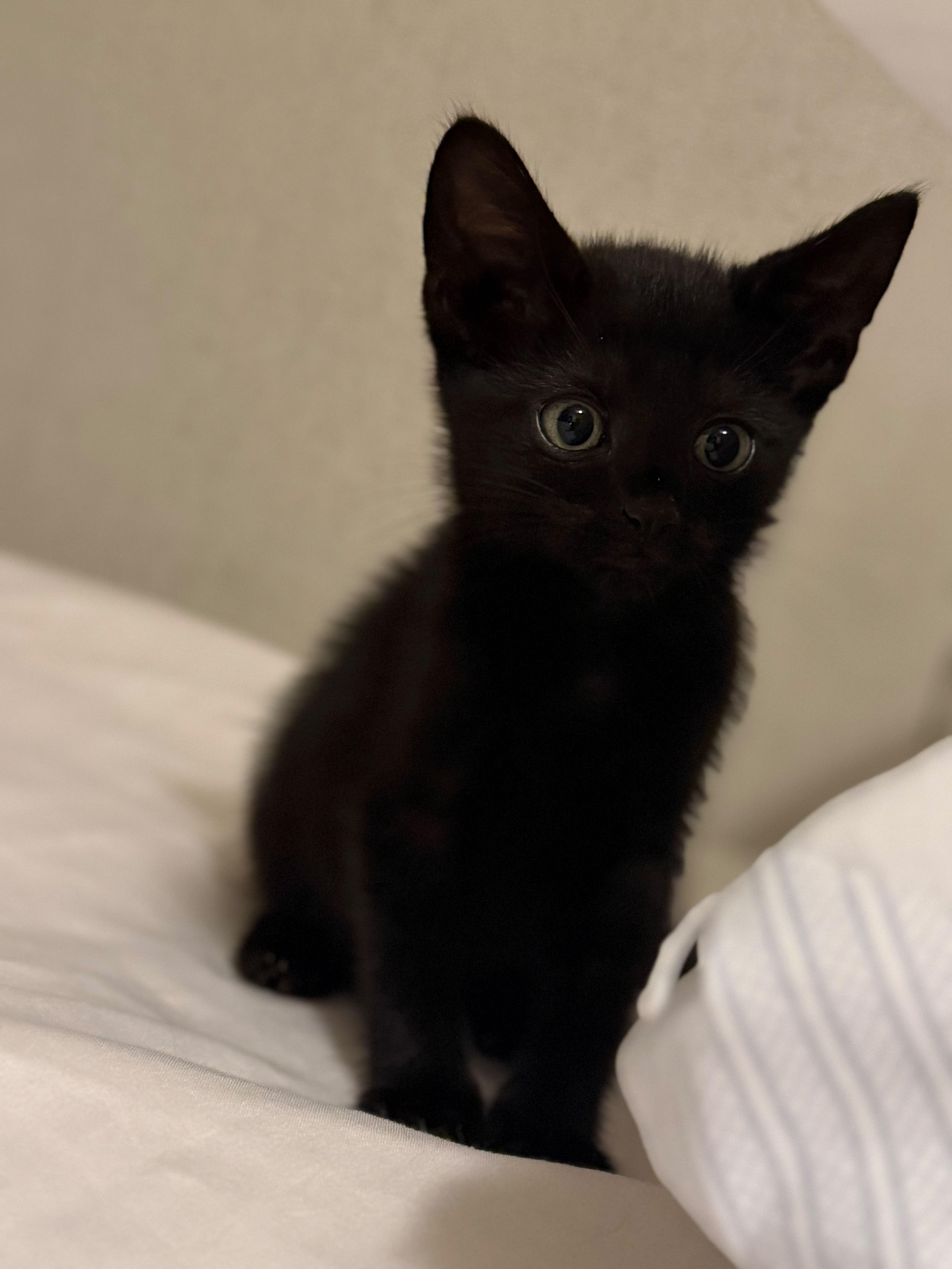 A baby medium-sized male Black Domestic Short Hair cat named Castle for adoption in Bear, DE