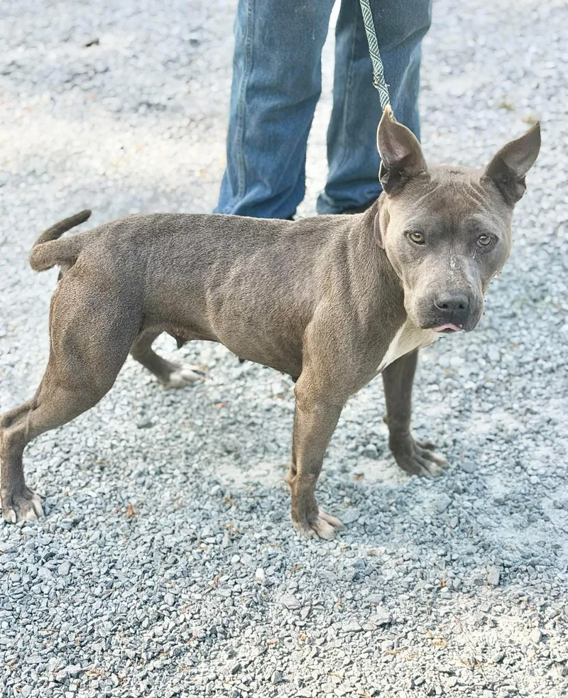 An adult medium-sized female American Staffordshire Terrier dog named Sally for adoption in Elizabethtown, NC