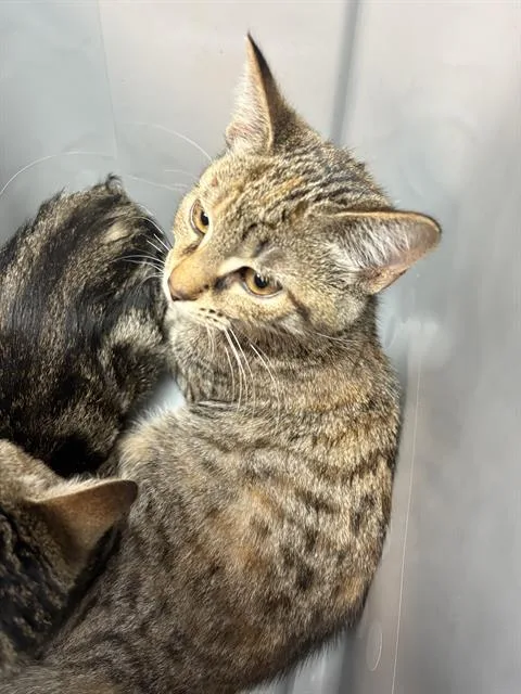 A young small-sized female Domestic Short Hair cat named Vera for adoption in Fort Walton Beach, FL