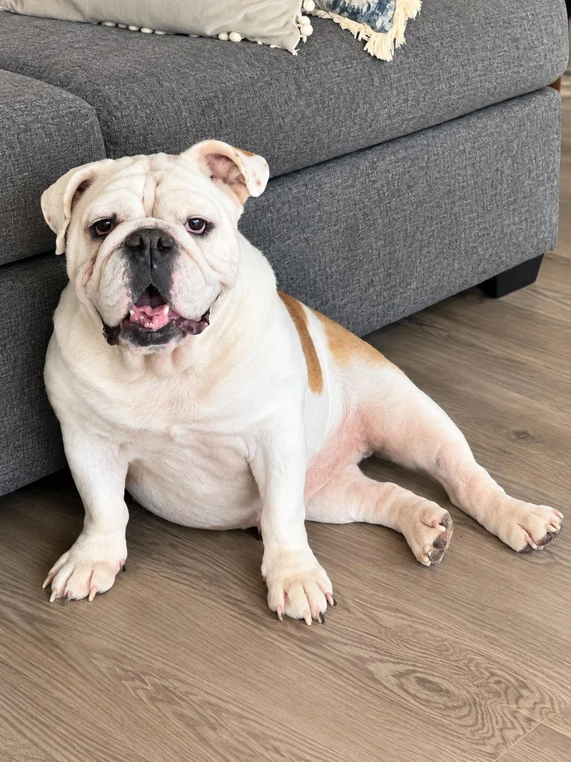 An adult medium-sized female English Bulldog dog named Fiona for adoption in Humble, TX