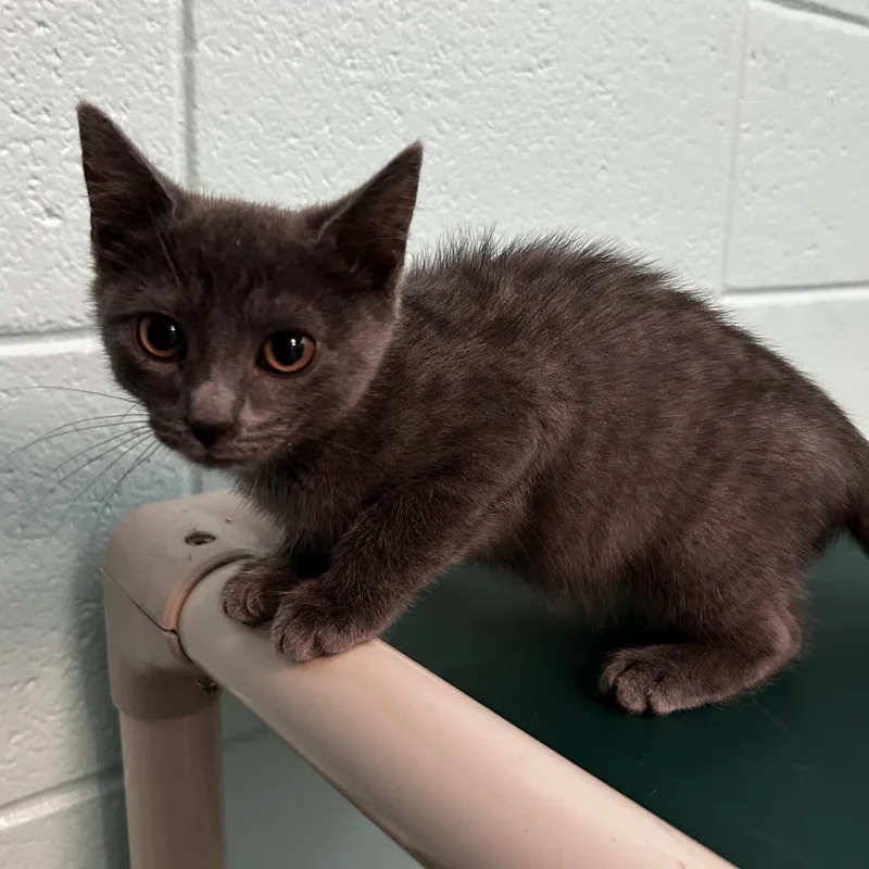 A baby small-sized male Gray / Blue / Silver Domestic Short Hair cat named Chihuahua for adoption in Spruce Pine, NC
