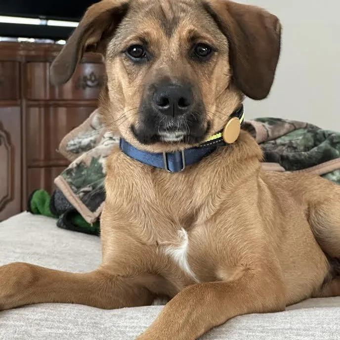 A baby large-sized male Mixed Breed dog named Murphy for adoption in Springfield, MO