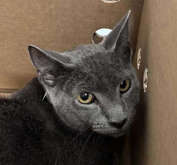 A young medium-sized male Domestic Short Hair cat named Pocky for adoption in Ridgewood, NY