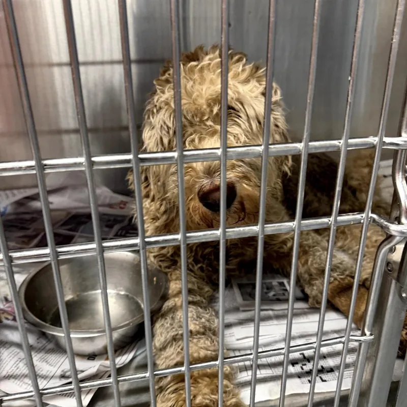 Trampoline thumbnail 2