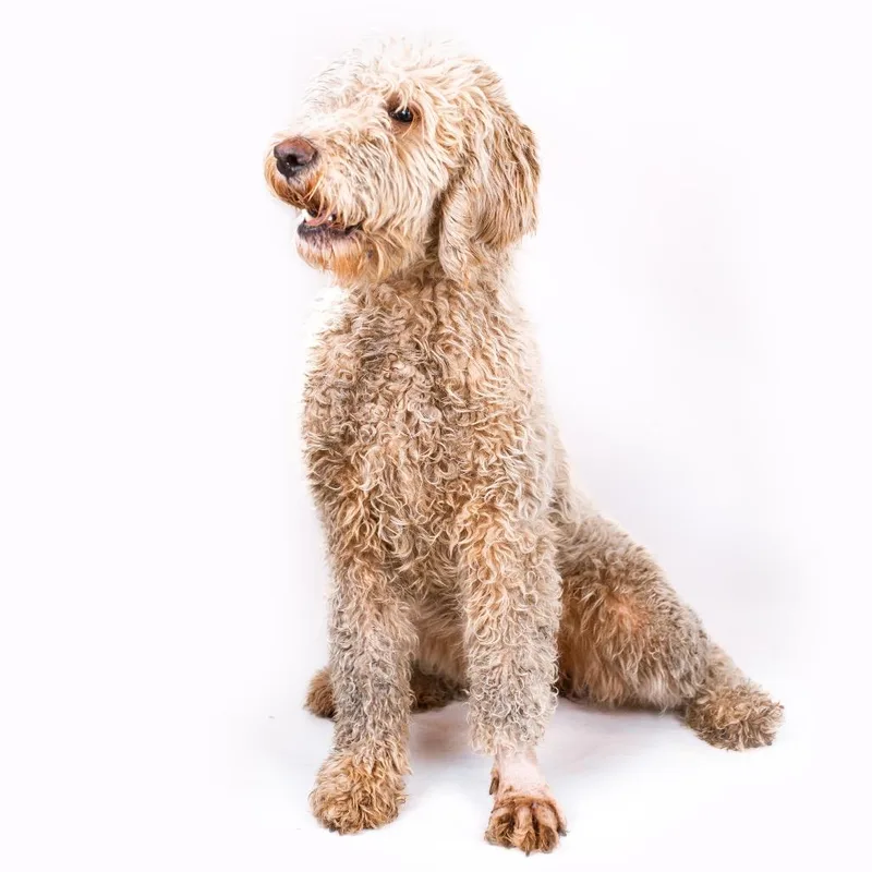 Trampoline thumbnail 3