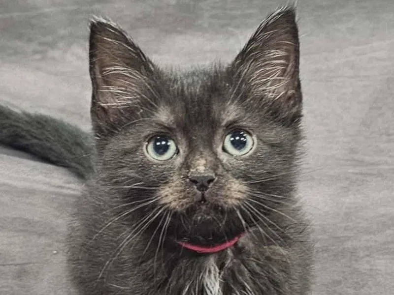 Soot