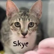 A baby small-sized female Gray / Blue / Silver Domestic Short Hair cat named Skye A??? for adoption in SANTA ROSA BEACH, FL