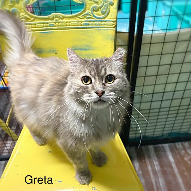 An adult medium-sized female Domestic Long Hair cat named Greta for adoption in St. George, UT