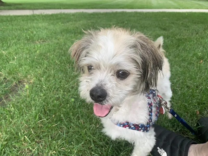 Gizmo