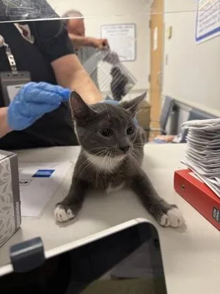 An adult medium-sized male Domestic Short Hair cat named Grimm for adoption in Shreveport, LA