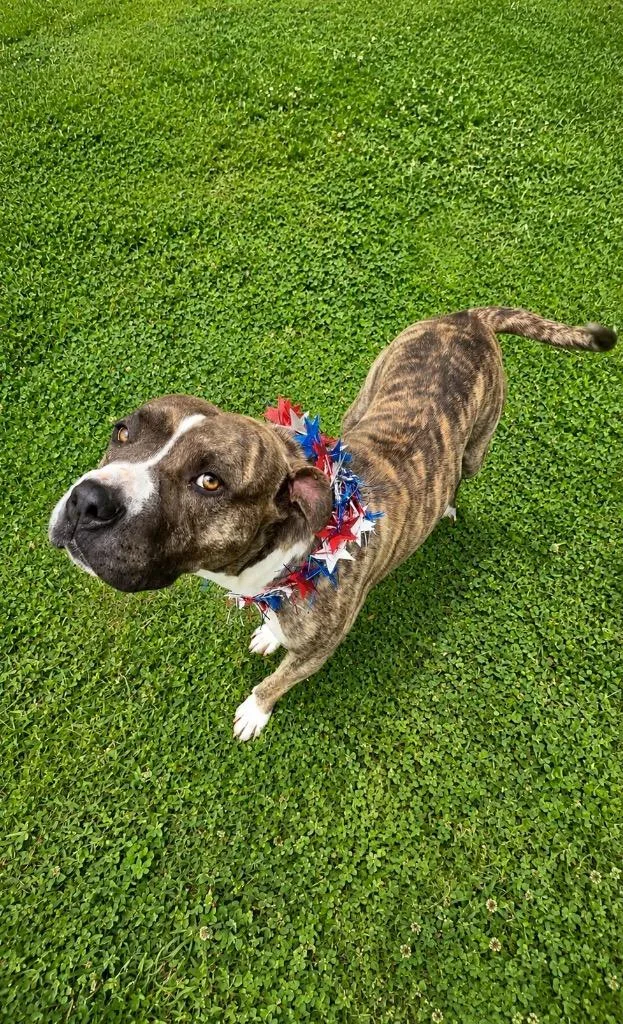 A young large-sized male Pit Bull Terrier dog named Spud for adoption in Chickamauga , GA