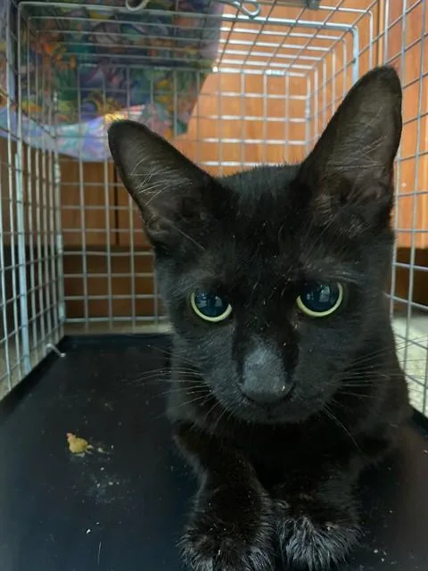 A young medium-sized female Domestic Short Hair cat named Robin for adoption in Fort Myers, FL